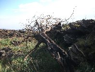 iara Scorciavacca-20110213 016